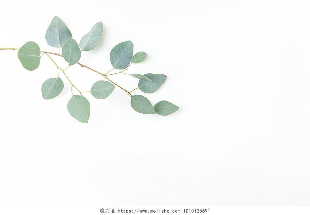 斯堪的纳维亚极简风格绿色树叶背景图片